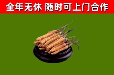 大丰区回收冬虫夏草