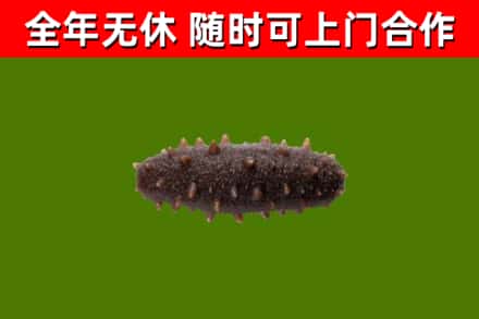 大丰区回收海参干